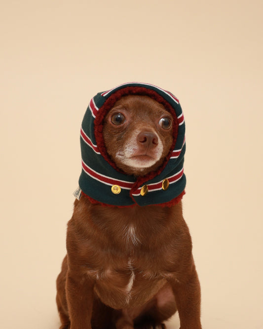 A small brown dog wearing a knit hooded pet beanie hat with burgundy, white, and dark green stripes and gold snap buttons on the neck. photographed against a plain beige studio background.