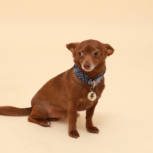 Small brown dog wearing a blue collar with a tag on a beige background