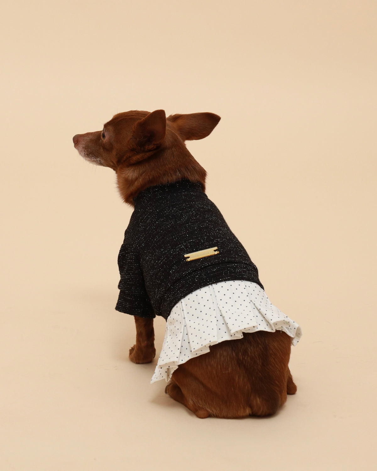 A small brown dog wearing a black knit sweater with a white polka-dot ruffled hem, photographed from the back against a solid beige studio background.
