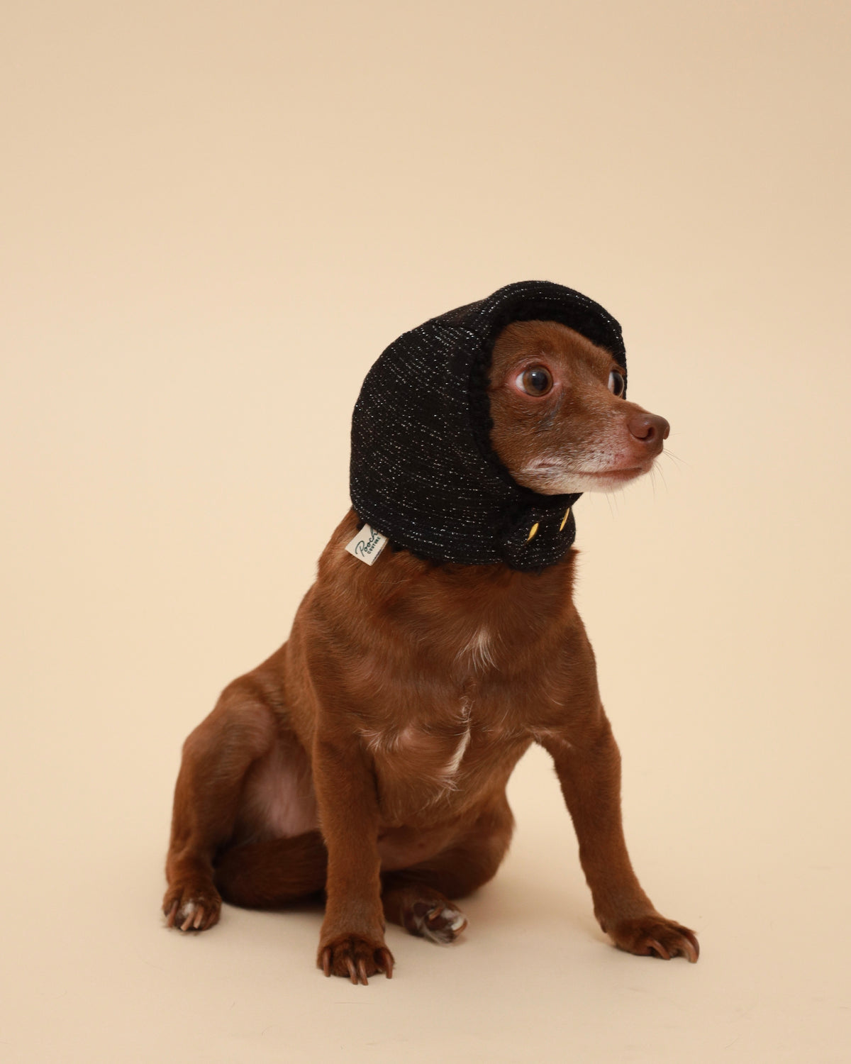 A small brown dog wearing a black sparkly knit beanie-style pet head accessory, w 9th gold snap buttons on the neck photographed against a plain warm beige studio background.