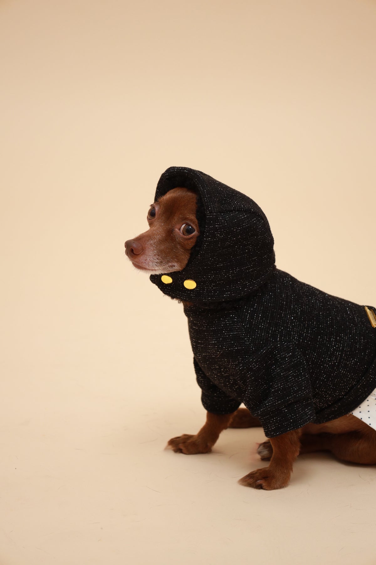 A small brown dog wearing a black knit hooded sweater with gold buttons, posed against a plain beige studio background.