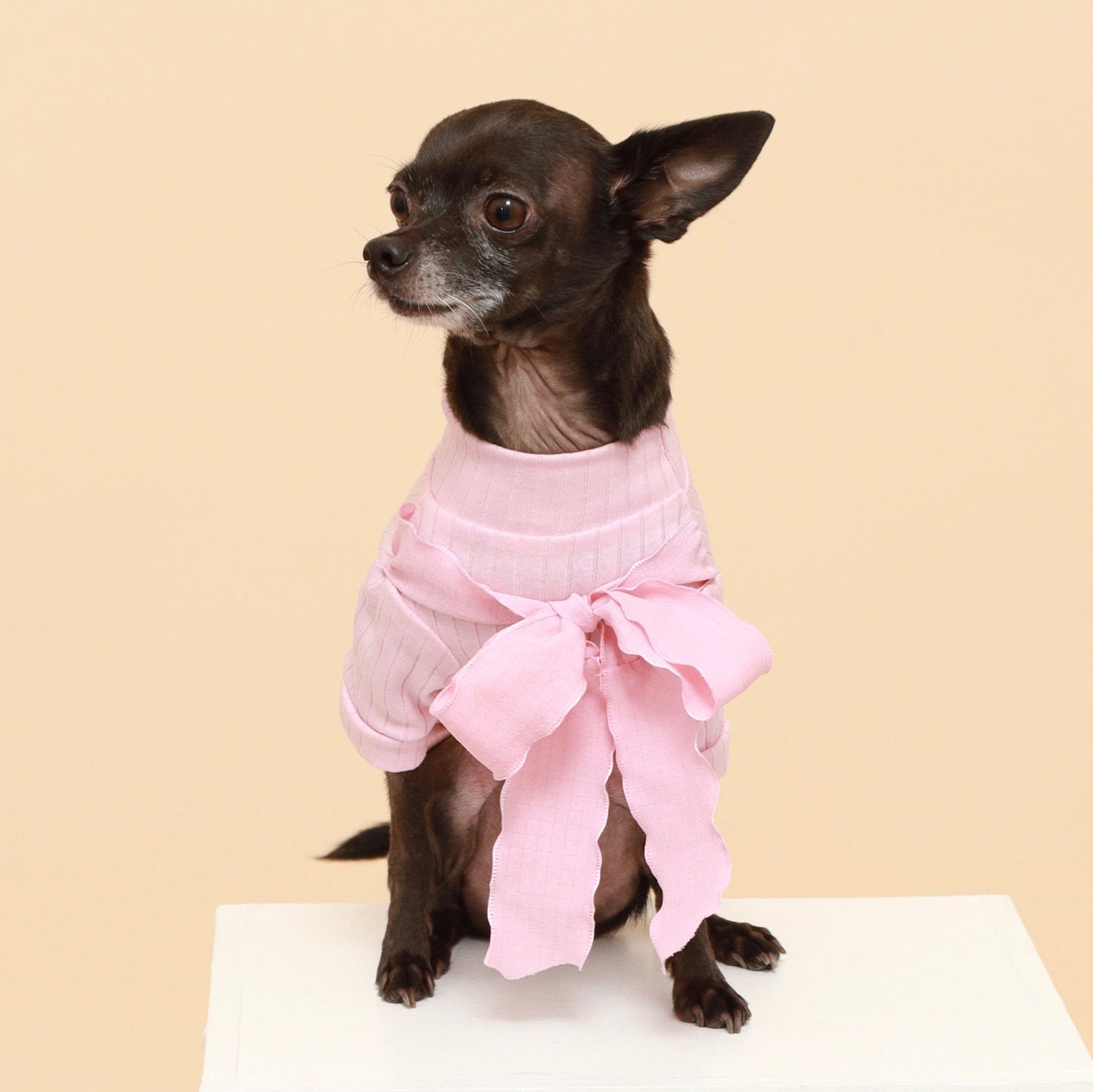 Small dog wearing a pink outfit on a beige background