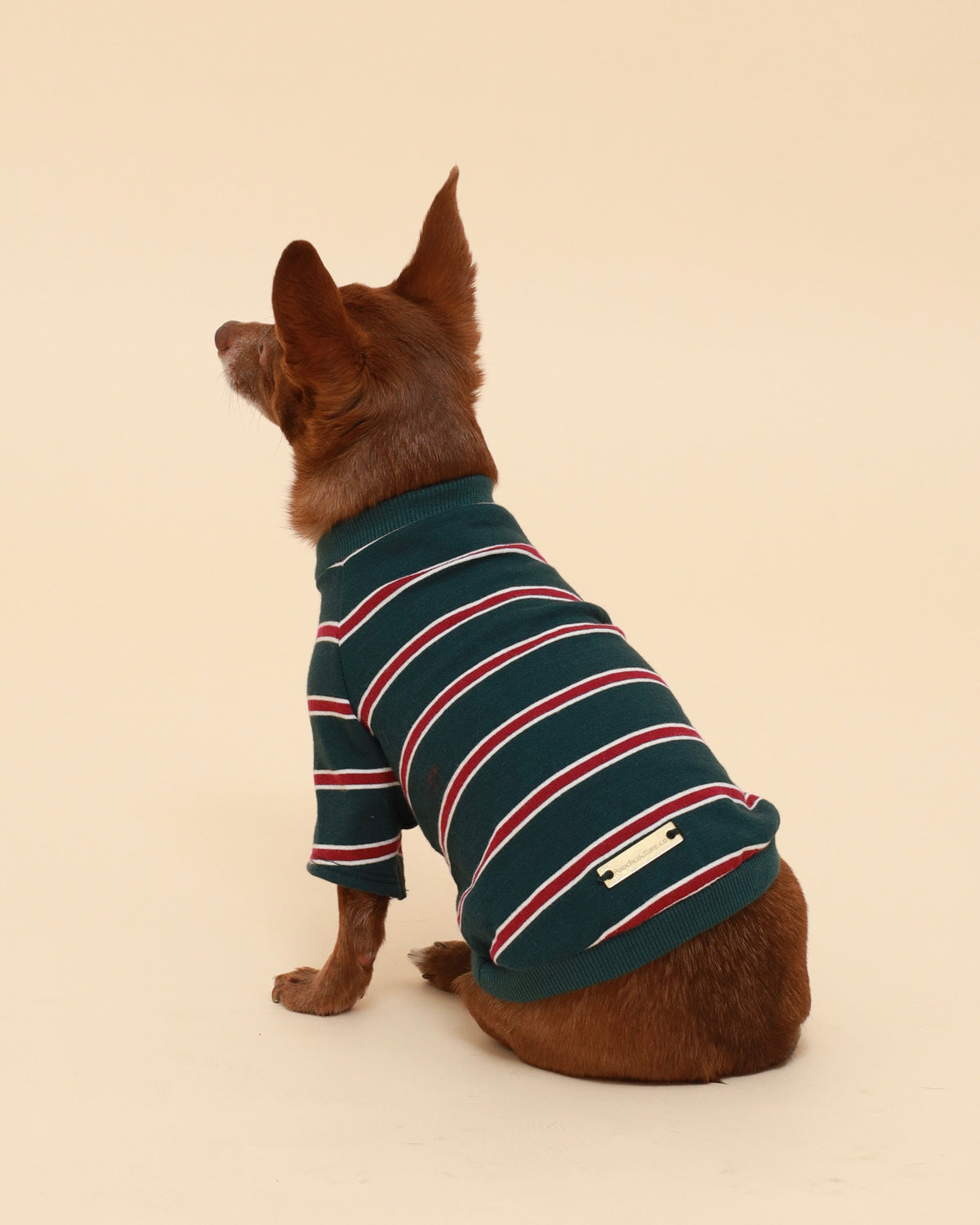 A small brown dog wearing a dark green striped pet sweater with red and white stripes, photographed from behind against a solid cream background.