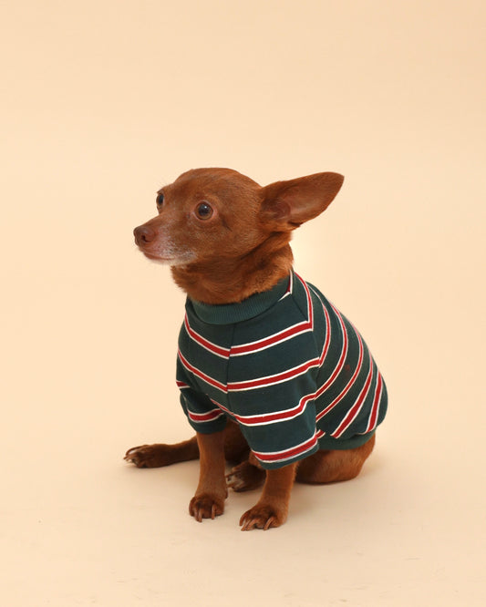 A small brown dog wearing a dark green striped pet sweater with red and white stripes, sitting against a solid beige background.