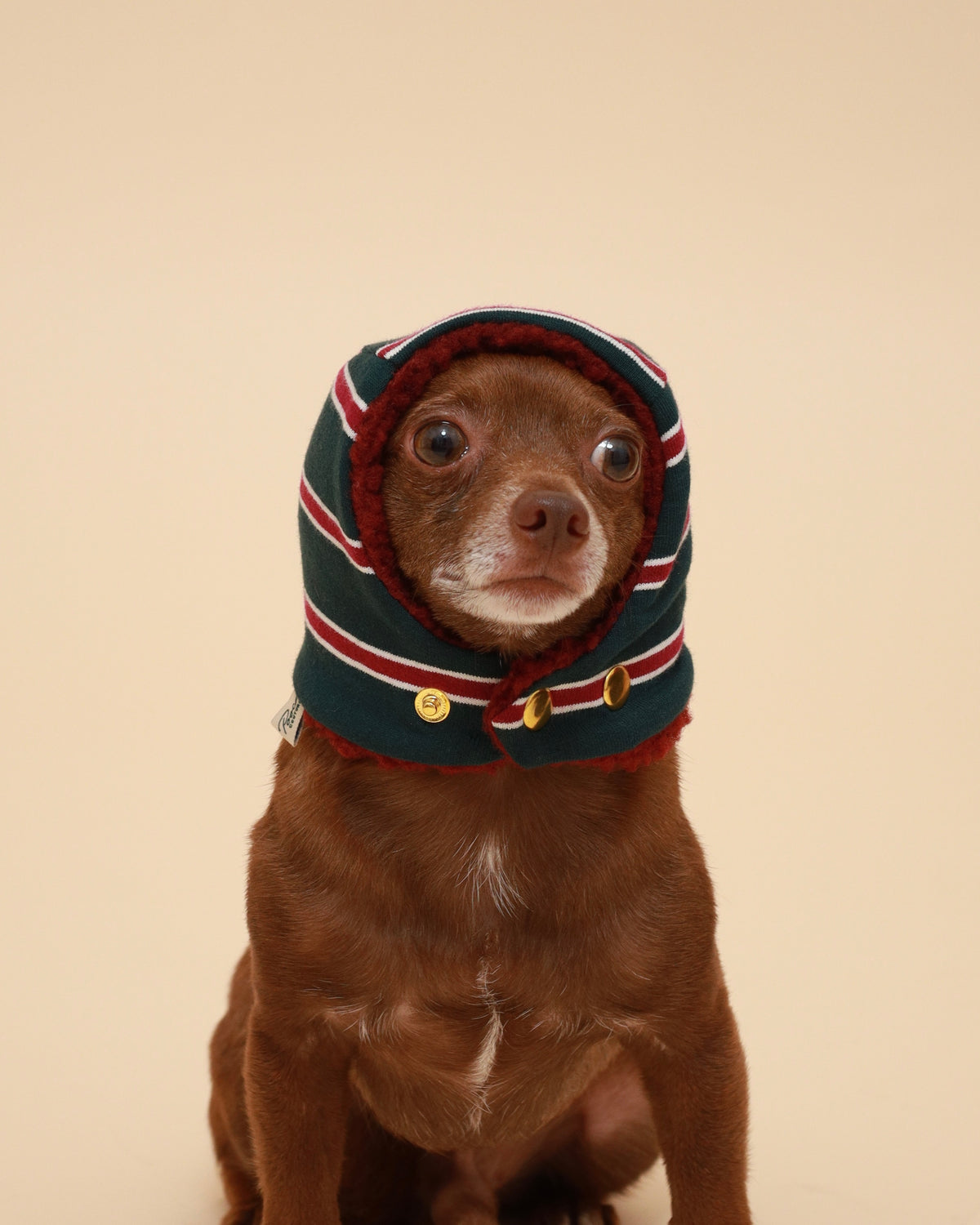 A small brown dog wearing a knit hooded pet beanie hat with burgundy, white, and dark green stripes and gold snap buttons on the neck. photographed against a plain beige studio background.