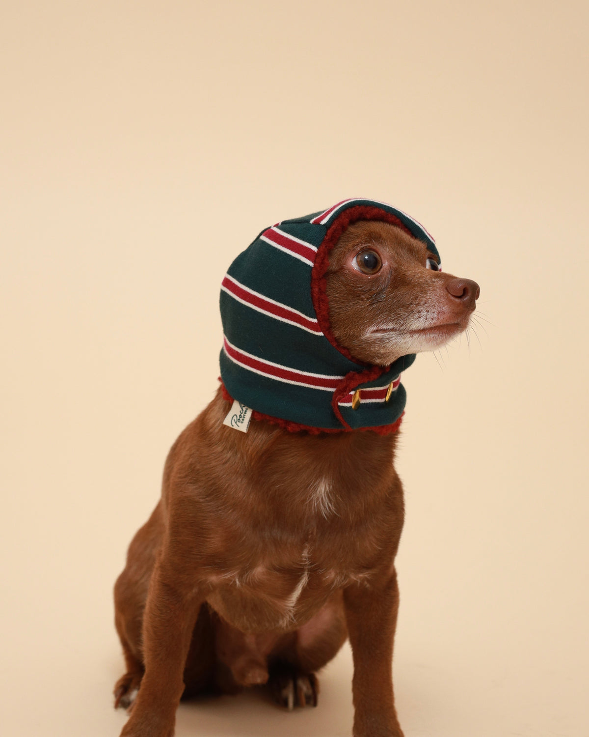A small brown dog wearing a knitted protective hood with green, dark red, and white stripes, sitting against a solid beige studio background his face looking to the right.