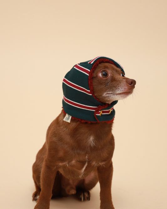 A small brown dog wearing a knitted protective hood with green, dark red, and white stripes, sitting against a solid beige studio background his face looking to the right.