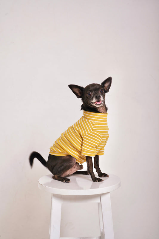Mustard Stripe Cotton Turtleneck