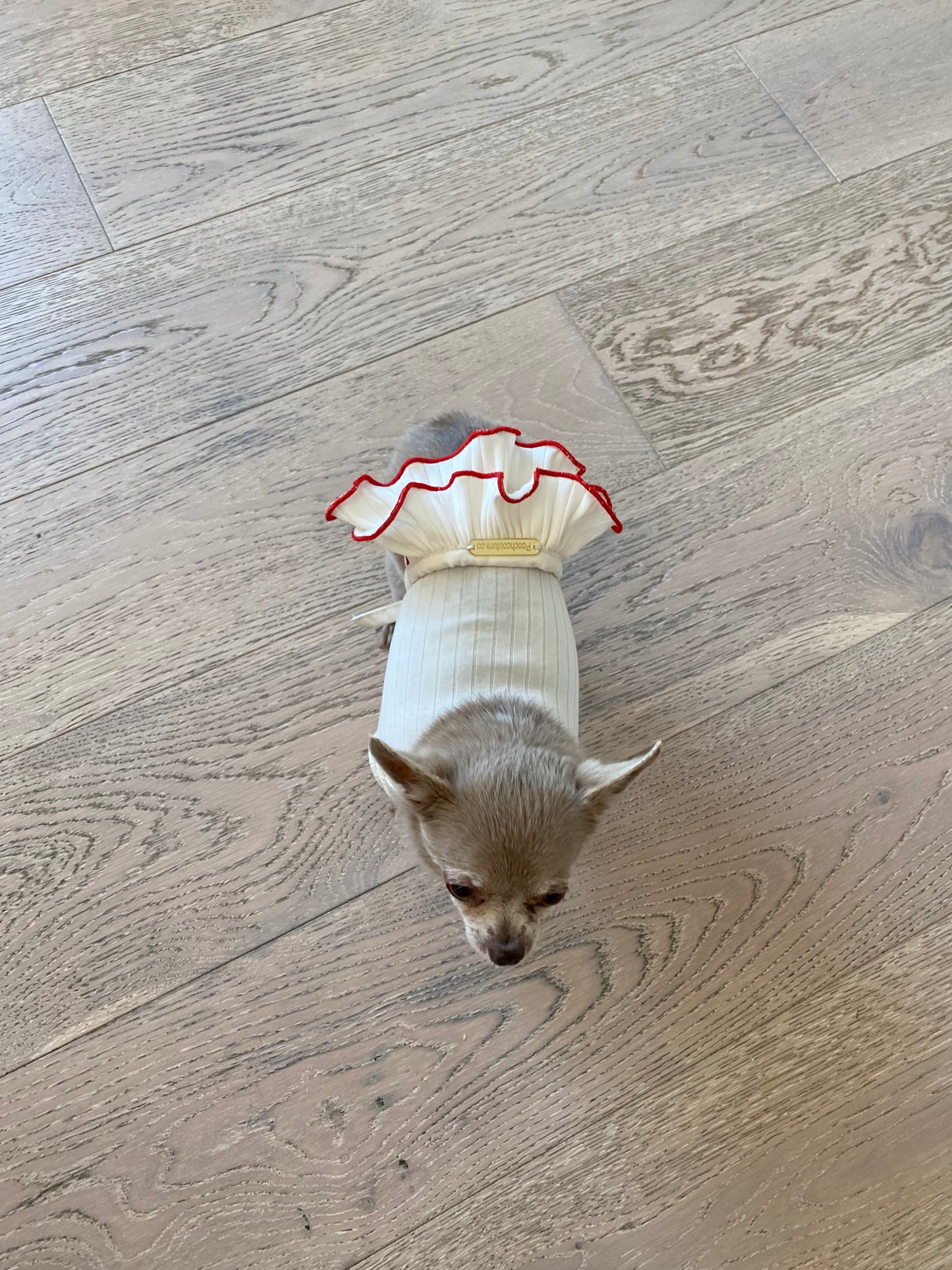 Small dog wearing a white skirt with red lettuce hem on a wooden floor