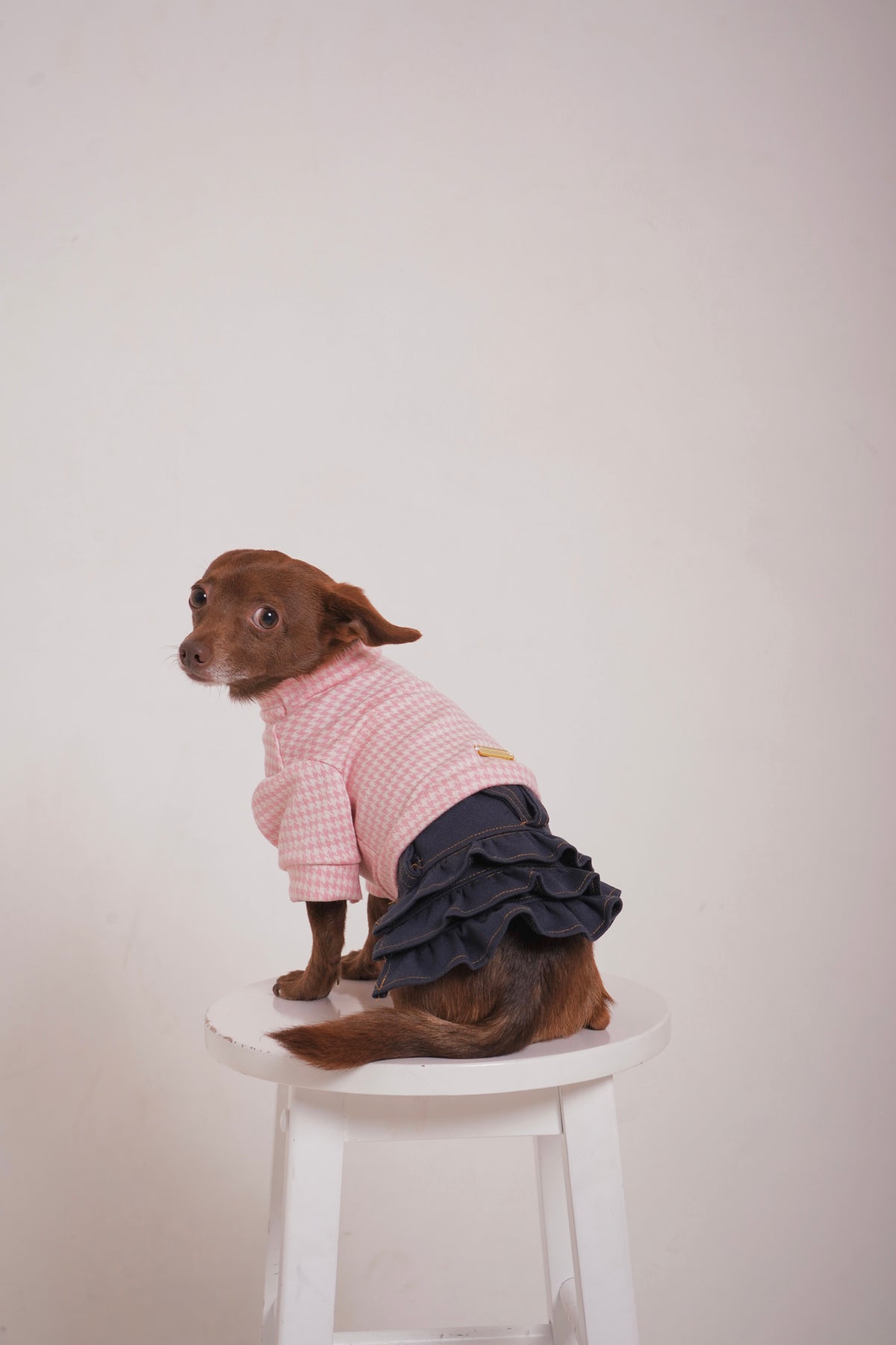 Dog wearing a one piece pink sweater and blue skirt sitting on a white stool against a plain background sitting sideways and looking back at the camera