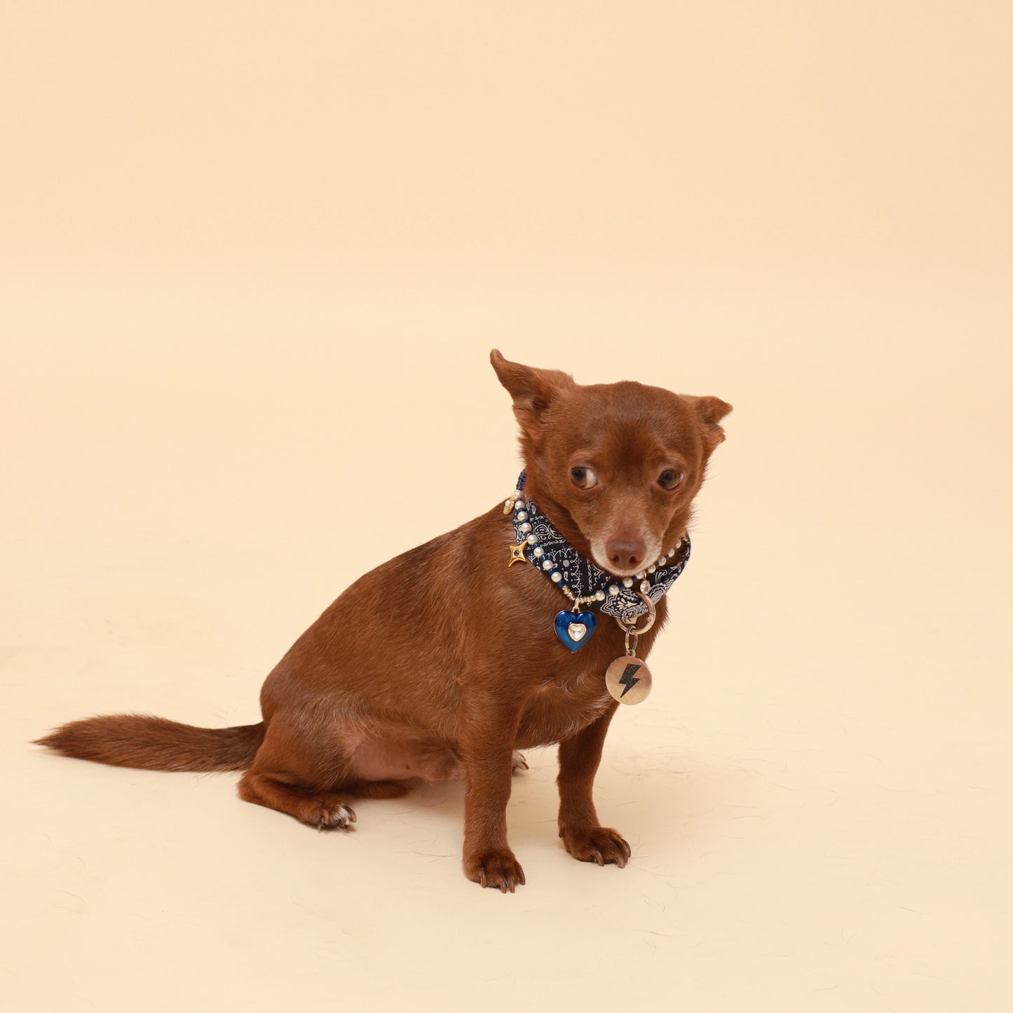 Brown dog wearing a pretty blue necklace and a neckerchief scarf bandana on a beige background