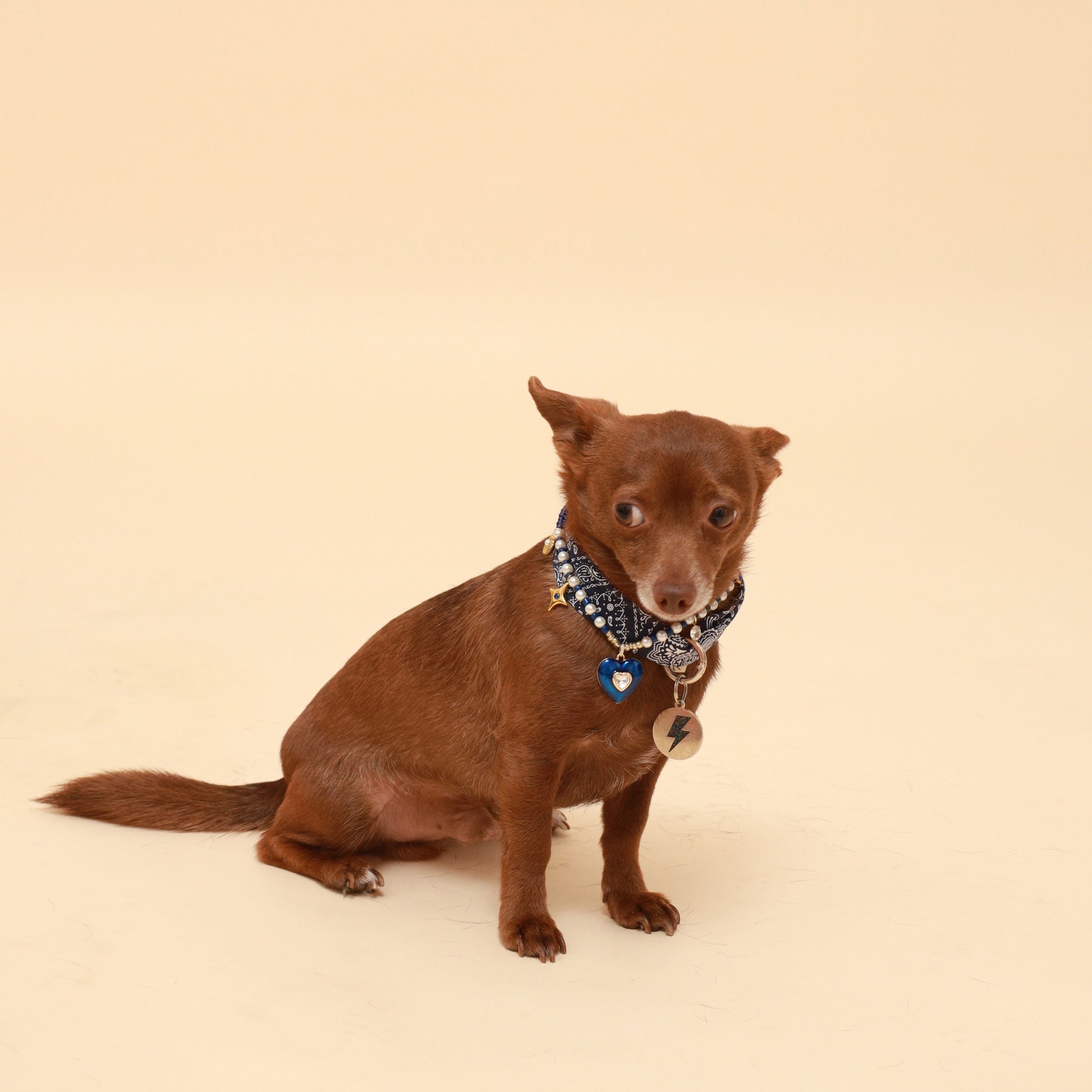 Brown dog wearing a pretty blue necklace and a neckerchief scarf bandana on a beige background