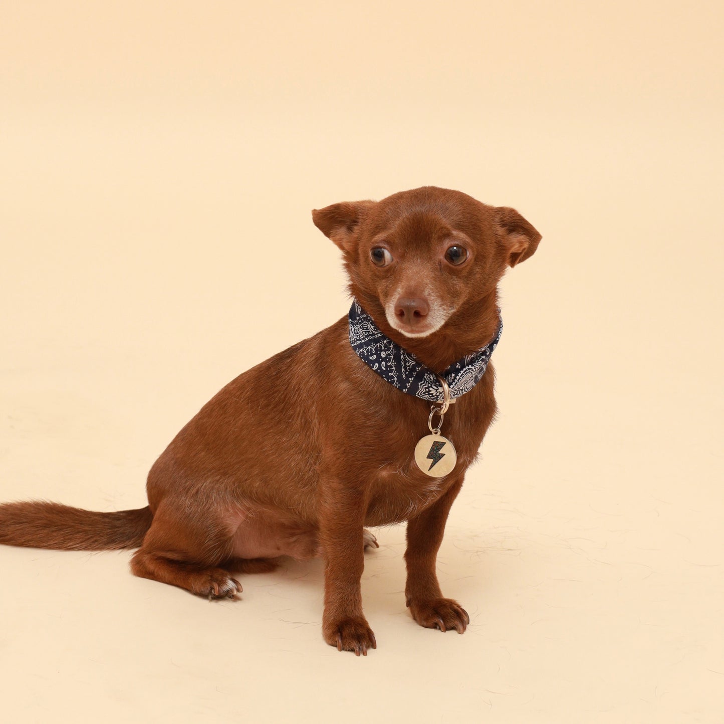 Small brown dog wearing a blue collar with a tag on a beige background