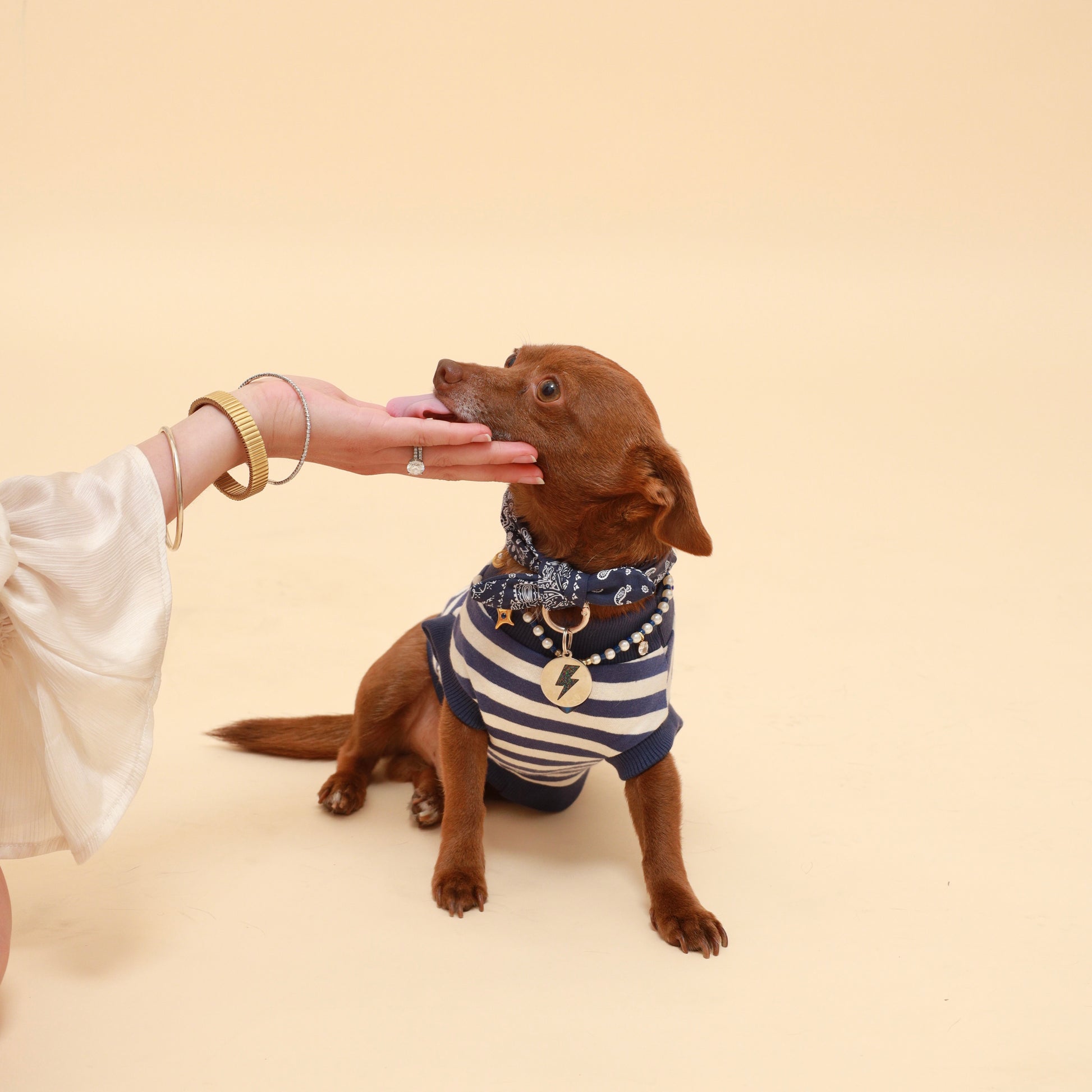 Dog wearing a striped shirt and bandana neckerchief scarf sitting on a beige background with a person's hand reaching out.