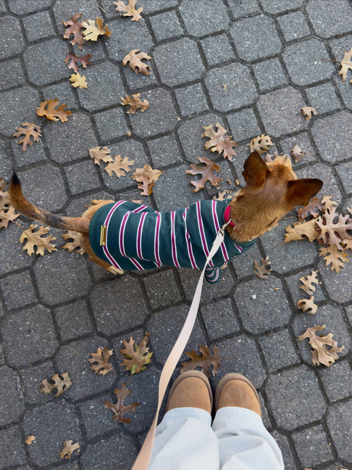 Green Striped Cotton Raglan